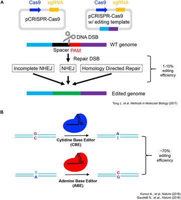 Seq-ing Higher Ground: Functional Investigation of Adaptive Variation Associated With High-Altitude Adaptation